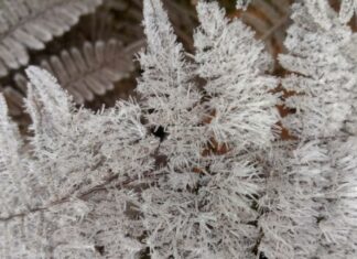 Temperatura descendió bajo Cero en Valle Nuevo, Constanza La temperatura descendió bajo Cero la mañana de este jueves en Valle Nuevo, Constanza, por las causas de la masa de aire polar que incide en República Dominicana a partir hace 2 días.