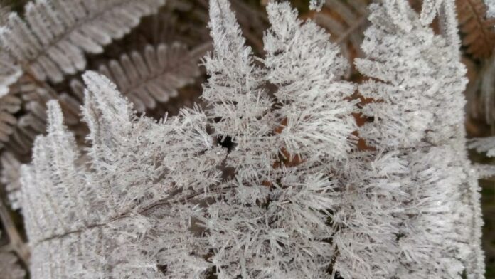La temperatura descendió bajo Cero la mañana de este jueves en Valle Nuevo, Constanza, por las causas de la masa de aire polar que incide en República Dominicana a partir hace 2 días.