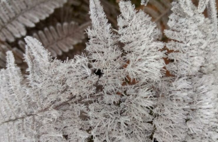 La temperatura descendió bajo Cero la mañana de este jueves en Valle Nuevo, Constanza, por las causas de la masa de aire polar que incide en República Dominicana a partir hace 2 días.