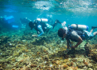Proyecto busca revertir la crítica situación de los arrecifes de coral caribeños