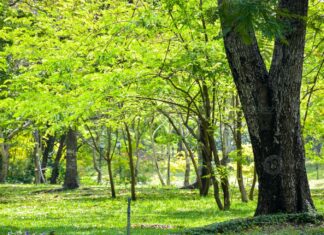 Para este lunes temperaturas frescas, según la Onamet La Oficina Nacional de Meteorología (Onamet), pronostica para este lunes incrementos nubosos influenciados por el viento del este, acompañados de lluvias débiles de corta duración en distintas localidades del litoral costero caribeño, principalmente sobre algunos poblados ubicados en las provincias: La Altagracia, La Romana, San Pedro de Macorís, Monte Plata, El Gran Santo Domingo, El Distrito Nacional, San Cristóbal, Peravia, Azua, Barahona, Pedernales, entre otros poblados de la región noreste y la Cordillera Central. Sin embargo, a media tarde; el contenido de humedad se reducirá sobre nuestra área de pronóstico.