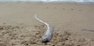 Un pez remo apareció este fin de semana en la playa Los Coquitos del municipio Pepillo Salcedo, provincia Montecristi.