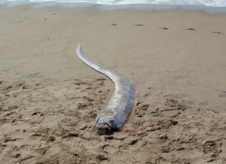 El pez remo aparece en una playa de Montecristi causando temor por posible terremoto Un pez remo apareció este fin de semana en la playa Los Coquitos del municipio Pepillo Salcedo, provincia Montecristi.