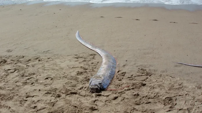 Un pez remo apareció este fin de semana en la playa Los Coquitos del municipio Pepillo Salcedo, provincia Montecristi.