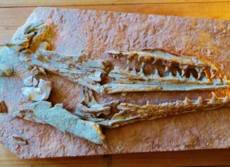 Descubren en México el fósil de un reptil marino que vivió hace 90 millones de años