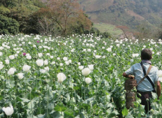 Myanmar el nuevo país mayor productor de opio del mundo