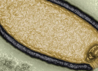 «Virus zombis» del Ártico que podrían provocar nueva pandemia