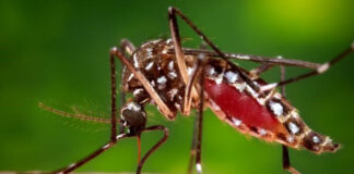 Se estima que en países endémicos de dengue, el 85% de la población no desempeña manifestaciones clínicas de la enfermedad, explicó hoy el doctor Robert Paulino Ramírez, director del Instituto de Medicina Tropical y Salud Global de la Universidad Iberoamericana (Unibe).