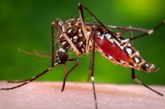 Se estima que en países endémicos de dengue, el 85% de la población no desempeña manifestaciones clínicas de la enfermedad, explicó hoy el doctor Robert Paulino Ramírez, director del Instituto de Medicina Tropical y Salud Global de la Universidad Iberoamericana (Unibe).