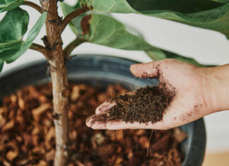 ¿Cuál es la mejor hora para abonar las plantas?