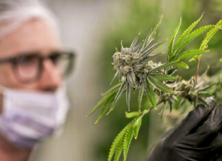 Zelenski legaliza el uso de marihuana con fines terapéuticos