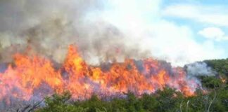 El pasado 18 de febrero circulaban fotos en las redes sociales de un incendio forestal dentro de los límites del Parque Nacional Los Haitises, cercano al peaje de Guaraguau. Este fuego es uno de decenas que se han propagado a lo largo y ancho del área protegida en lo que va del mes, tal como revelan las imágenes satelitales de la Administración Nacional de Aeronáutica y el Espacio (NASA), que se actualizan diariamente.