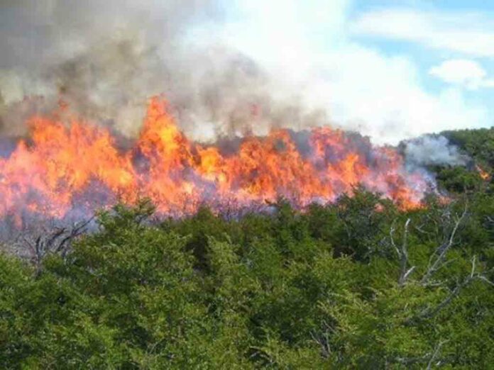 Incendio forestal en el parque Nacional Los Haitises El pasado 18 de febrero circulaban fotos en las redes sociales de un incendio forestal dentro de los límites del Parque Nacional Los Haitises, cercano al peaje de Guaraguau. Este fuego es uno de decenas que se han propagado a lo largo y ancho del área protegida en lo que va del mes, tal como revelan las imágenes satelitales de la Administración Nacional de Aeronáutica y el Espacio (NASA), que se actualizan diariamente.