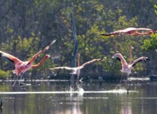 Liberan 44 flamencos del proyecto Rescate Rosado en Monte Cristi