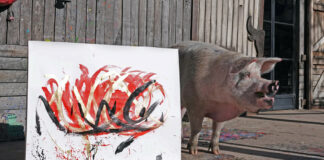 Muere Pigcasso, la cerda artista millonaria