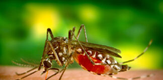 Yereni Batista, una adolescente de 12 años, es la nueva víctima mortal afectada de dengue, en la comunidad de Villa Sinda, del municipio de Guayubín de la provincia de Montecristi.