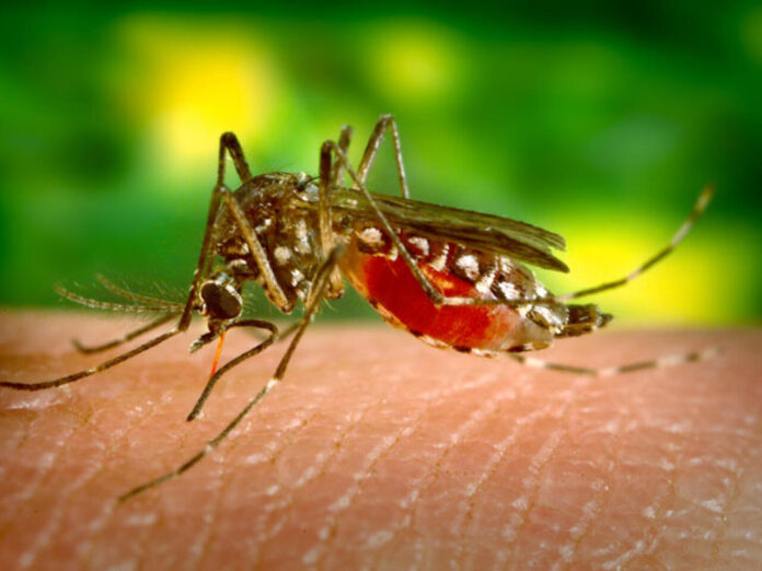 Niña afectada por dengue muere en Montecristi Yereni Batista, una adolescente de 12 años, es la nueva víctima mortal afectada de dengue, en la comunidad de Villa Sinda, del municipio de Guayubín de la provincia de Montecristi.