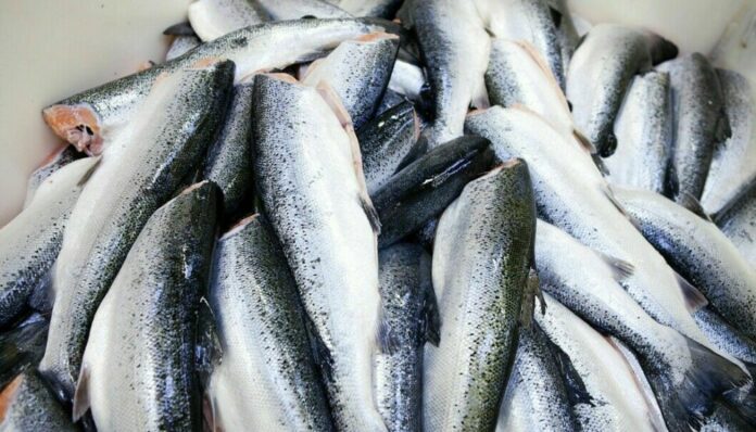 Muere número récord de salmones en Noruega