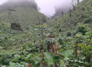 373 personas arrestadas durante intervención de Los Haitises