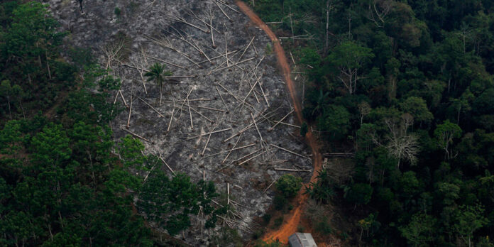 Amazonia brasileña con mayor degradación forestal de últimos 15 años