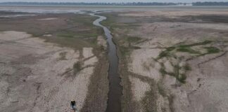 Más de un tercio de selva amazónica no puede recuperarse de la sequía