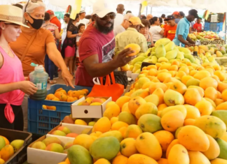 Festival de la Cosecha del Mango Dominicano inicia este 29 de mayo