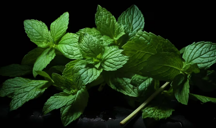 Cuáles son los beneficios de la menta para la salud