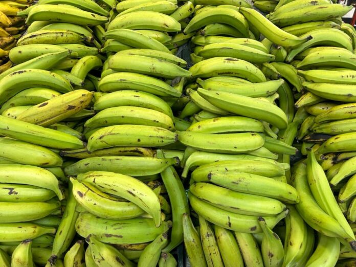 Gobierno levanta suspensión a la exportación del plátano con efectividad inmediata
