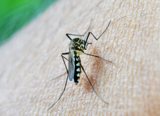 Confirman 440 casos de malaria; dos brotes en trabajadores haitianos en Azua y San Juan