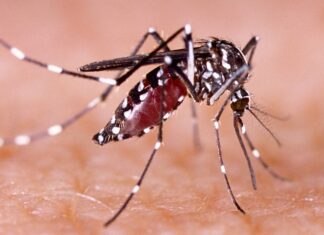 Dengue y leptospirosis continúan con baja incidencia en el país