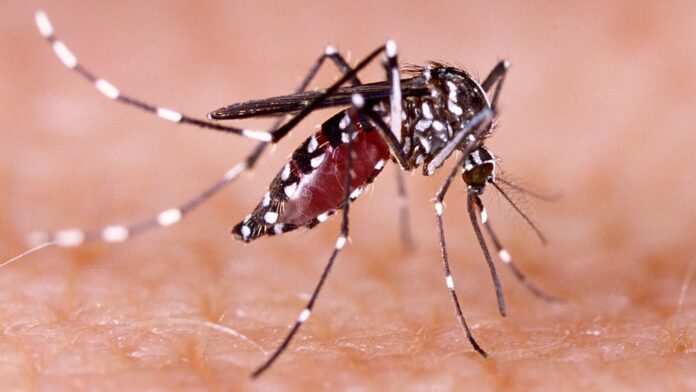 Dengue y leptospirosis continúan con baja incidencia en el país