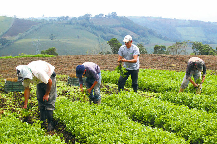 Dominicana fomenta el crecimiento agropecuario con el apoyo de Brasil
