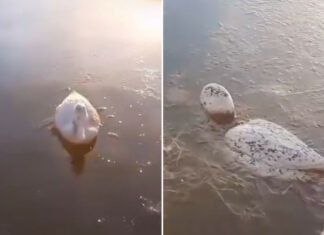 Animales se congelan en el agua por el frío extremo en Argentina