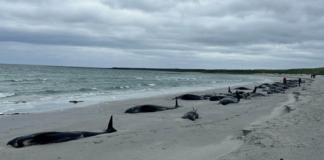 Más de 70 ballenas piloto fallecen al encallar en una isla escocesa