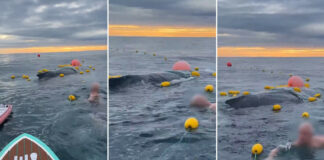 Rescatan a una ballena y ahora se enfrentan a una multa