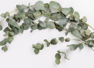 Las 6 valiosas propiedades medicinales del eucalipto y como consumirlo