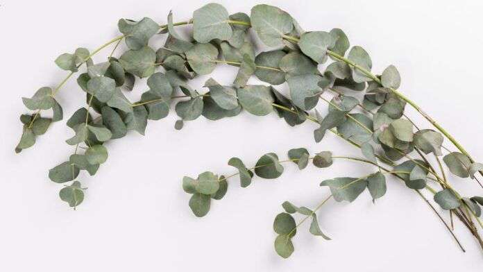 Las 6 valiosas propiedades medicinales del eucalipto y como consumirlo