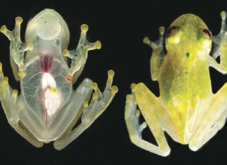 Descubren nueva especie de rana de cristal en Ecuador