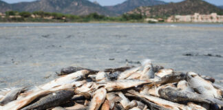Toneladas de peces muertos cubren un puerto turístico en Grecia
