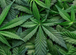 El consumo de marihuana aumenta el riesgo de padecer varios tipos de cáncer