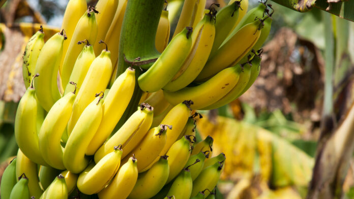 Encuentran la forma de detener el apocalipsis del plátano