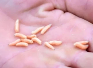 Denuncian la presencia de gusanos en los alimentos de la Villa Olímpica