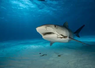 Un tiburón devoró a una nadadora de aguas abiertas en Australia
