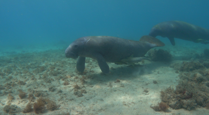 Medio Ambiente investiga muerte de un manatí encontrado en el Parque Nacional El Morro