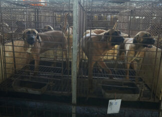 Corea del Sur pagará por cada perro que no se sacrifique para consumo