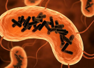 Descubren una nueva entidad biológica que habita en el cuerpo humano
