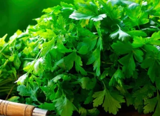 Cuál es la planta que ayuda a reducir el colesterol, mejora la memoria y contribuye a controlar la ansiedad