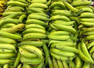 Exhortan población a consumir más plátanos ante sobreproducción del alimento