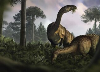 Heces fosilizadas revelan pistas sobre la historia del «éxito» de los dinosaurios