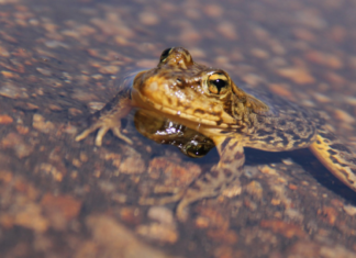 Científicos recuperan una especie de rana casi extinta en EE.UU.